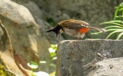 [26019] 晓港公园的红耳鹎