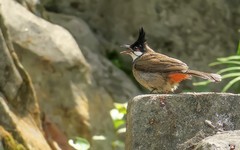 [26019] 晓港公园的红耳鹎