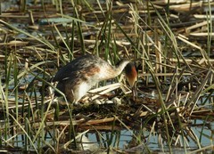 凤头鸊鷉孵卵（2）