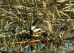 凤头鸊鷉孵卵（2）