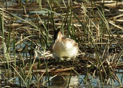 凤头鸊鷉孵卵（2）