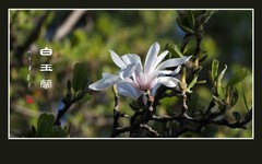 盘曲虬枝生玉兰，恰似群龙戏白鹤