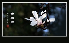 盘曲虬枝生玉兰，恰似群龙戏白鹤