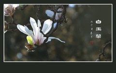 盘曲虬枝生玉兰，恰似群龙戏白鹤