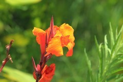 拍摄花卉一（1281）