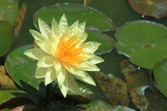 拍摄花卉一（1281）