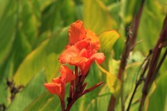 拍摄花卉一（1281）