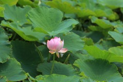 拍摄花卉一（1282）