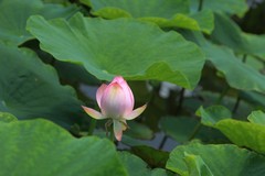 拍摄花卉一（1282）
