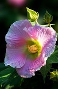 木芙蓉花