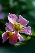 木芙蓉花
