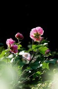 木芙蓉花
