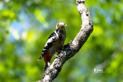 林中啄木鸟（44）