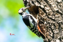 林中啄木鸟（44）