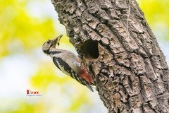 林中啄木鸟（44）