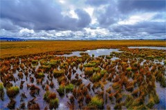 2026年第0048贴-甘南若尔盖花海纪实旅拍（0117）