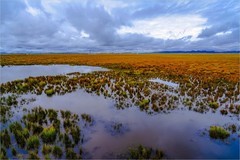 2026年第0048贴-甘南若尔盖花海纪实旅拍（0117）