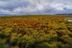 2026年第0048贴-甘南若尔盖花海纪实旅拍（0117）