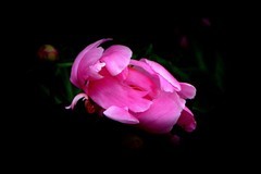 北山公园-——勺药花（4）