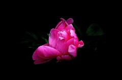 北山公园-——勺药花（4）
