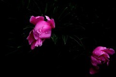 北山公园-——勺药花（4）