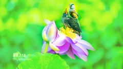 震旦雅雀喂杜鹃幼雏（10）