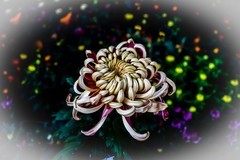 又是一年青岛菊花展