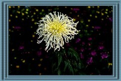 又是一年青岛菊花展
