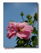 接上篇--流花湖的芙蓉。