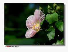 接上篇--流花湖的芙蓉。
