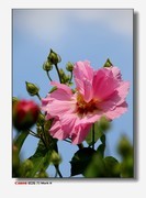 接上篇--流花湖的芙蓉。
