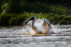 琵鹭嬉水（46）