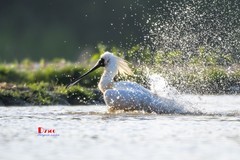 琵鹭嬉水（46）