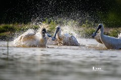 琵鹭嬉水（46）