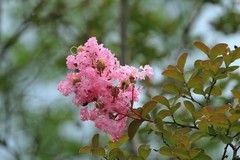 拍摄花卉一（766）