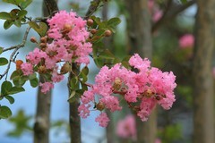 拍摄花卉一（766）