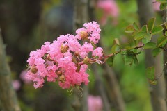 拍摄花卉一（766）