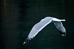 随拍——稀客●明湖银鸥