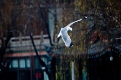 随拍——稀客●明湖银鸥