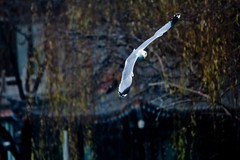 随拍——稀客●明湖银鸥