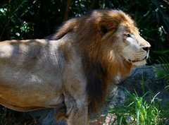 1374【不老松：纪实摄影】《异国风情录》三国演义：新、马、泰游记！动物表演觅食！