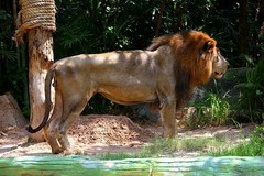 1374【不老松：纪实摄影】《异国风情录》三国演义：新、马、泰游记！动物表演觅食！