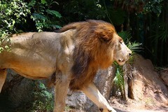 1374【不老松：纪实摄影】《异国风情录》三国演义：新、马、泰游记！动物表演觅食！