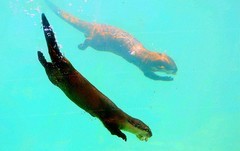 1373【不老松：纪实摄影】《异国风情录》三国演义：新、马、泰游记！动物表演觅食！