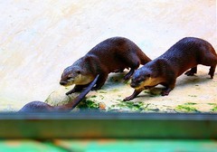 1373【不老松：纪实摄影】《异国风情录》三国演义：新、马、泰游记！动物表演觅食！