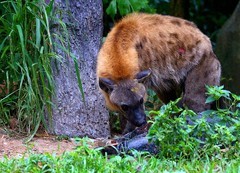 1375【不老松：纪实摄影】《异国风情录》三国演义：新、马、泰游记！动物表演觅食！