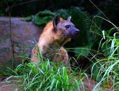 1375【不老松：纪实摄影】《异国风情录》三国演义：新、马、泰游记！动物表演觅食！