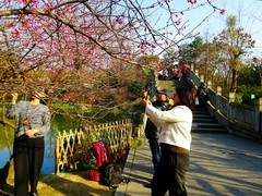 “杜甫草堂‘公园外花儿开