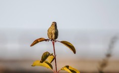 小黄雀（五十二）