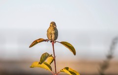 小黄雀（五十二）